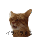ねこあるある2（個別スタンプ：1）