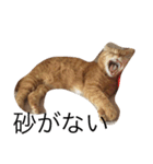 ねこあるある2（個別スタンプ：2）