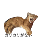 ねこあるある2（個別スタンプ：3）