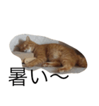 ねこあるある2（個別スタンプ：4）