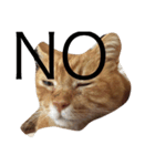 ねこあるある2（個別スタンプ：8）