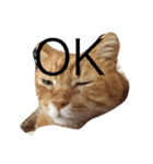 ねこあるある2（個別スタンプ：9）