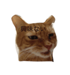 ねこあるある2（個別スタンプ：10）