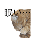 ねこあるある2（個別スタンプ：11）