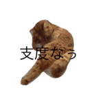 ねこあるある2（個別スタンプ：14）