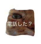 ねこあるある2（個別スタンプ：16）
