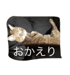 ねこあるある2（個別スタンプ：18）