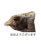 ねこあるある2（個別スタンプ：19）