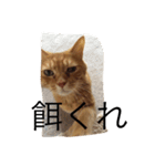 ねこあるある2（個別スタンプ：20）