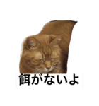 ねこあるある2（個別スタンプ：21）