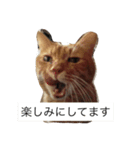 ねこあるある2（個別スタンプ：22）