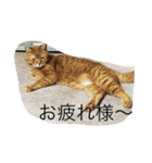 ねこあるある2（個別スタンプ：23）