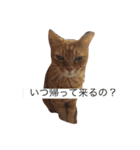 ねこあるある2（個別スタンプ：24）