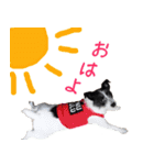 白黒ジャックとシュナウザー（個別スタンプ：1）