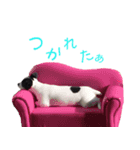 白黒ジャックとシュナウザー（個別スタンプ：6）