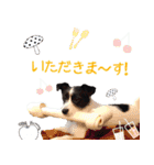 白黒ジャックとシュナウザー（個別スタンプ：9）