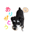 白黒ジャックとシュナウザー（個別スタンプ：13）