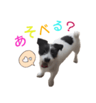 白黒ジャックとシュナウザー（個別スタンプ：15）