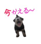 白黒ジャックとシュナウザー（個別スタンプ：16）