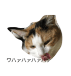 ミケ猫（個別スタンプ：1）