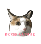 ミケ猫（個別スタンプ：2）