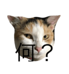 ミケ猫（個別スタンプ：3）