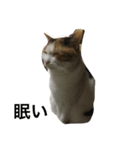 ミケ猫（個別スタンプ：4）