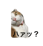 ミケ猫（個別スタンプ：5）