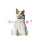 ミケ猫（個別スタンプ：6）