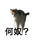 ミケ猫（個別スタンプ：7）