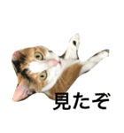 ミケ猫（個別スタンプ：8）