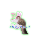 リアル猫ラガマフィン ガブリエル（個別スタンプ：7）