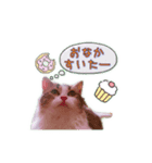 リアル猫ラガマフィン ガブリエル（個別スタンプ：8）