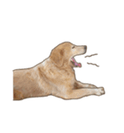 Golden Dog ＆ Cat By Makham（個別スタンプ：5）