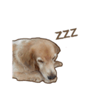 Golden Dog ＆ Cat By Makham（個別スタンプ：6）