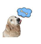 Golden Dog ＆ Cat By Makham（個別スタンプ：18）