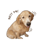 Golden Dog ＆ Cat By Makham（個別スタンプ：19）
