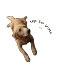 Golden Dog ＆ Cat By Makham（個別スタンプ：21）