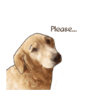 Golden Dog ＆ Cat By Makham（個別スタンプ：22）