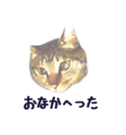 癒しねこ2（個別スタンプ：29）