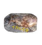 堤防から釣れる魚スタンプ（個別スタンプ：2）