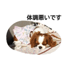 キャバリア犬ランちゃん（個別スタンプ：17）