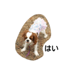 キャバリア犬ランちゃん（個別スタンプ：18）