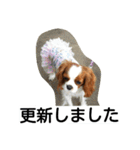 キャバリア犬ランちゃん（個別スタンプ：23）