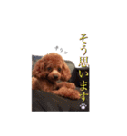 ぷぅちゃんスタンプゥ（個別スタンプ：25）
