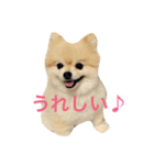 ポメポメスタンプ（個別スタンプ：1）