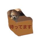 ポメポメスタンプ（個別スタンプ：11）
