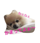 ポメポメスタンプ（個別スタンプ：12）
