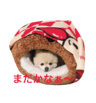 ポメポメスタンプ（個別スタンプ：13）