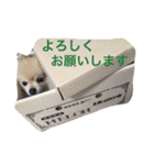 ポメポメスタンプ（個別スタンプ：14）